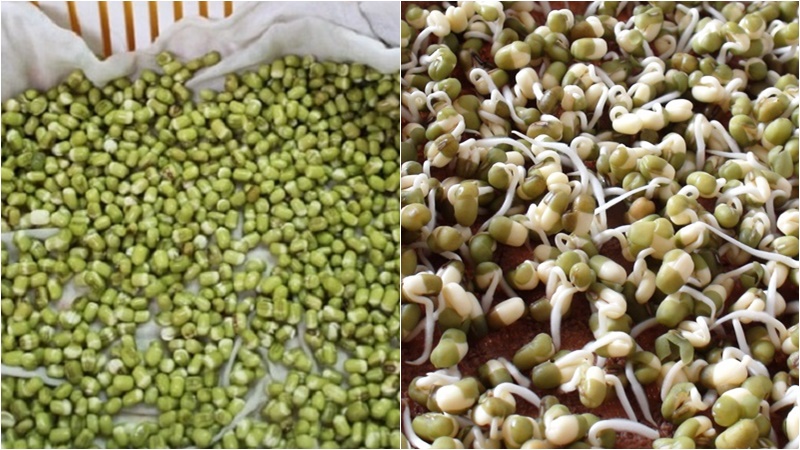 Bí kíp làm giá đỗ chỉ 2 ngày 2 đêm là có ăn vừa sạch vừa an toàn