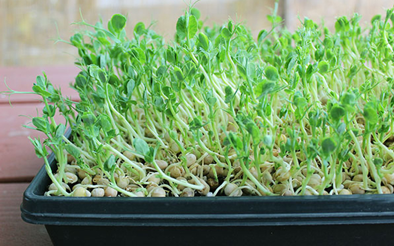 Hạt Đậu Hà Lan Hạt Đậu Hà Lan