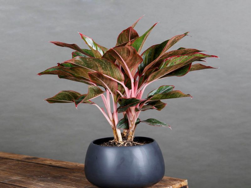 6 loại cây nghe tên là thấy giàu